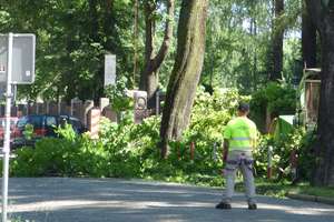Utrudnienia na ulicy Drwęckiej z powodu wycinki gałęzi 