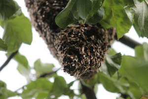 Pszczelarz usunął rój pszczół z posesji w Bisztynku