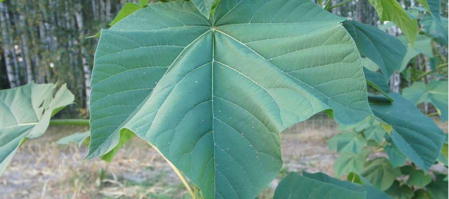Oxytree pochłania 111 ton CO2 w ciągu roku z jednego ha! Na zdjęciu liść drzewa oxytree o powierzchni 2650 cm2 (10.09.2016 r.)