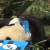 Dwie pandy obchodziły pierwsze urodziny w austriackim zoo