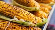 Złocista kukurydza - jakie są jej właściwości?