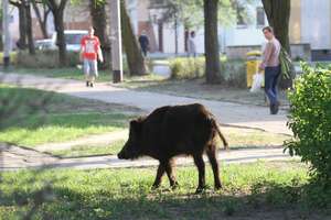 Dziki w Olsztynie robią co chcą, bo chroni je immunitet