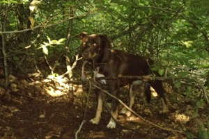 Zostawił w lesie psa przywiązanego do drzewa [zdjęcia]