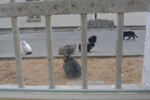 W tym więzieniu przebywają nie tylko ludzie, ale i... koty