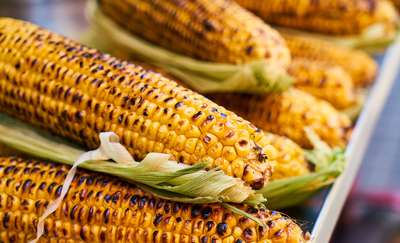 Złocista kukurydza - jakie są jej właściwości?
