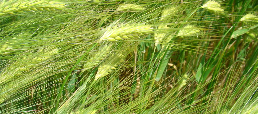 W województwie podlaskim na LOZ na rok 2017 znajdują się: 3 odmiany pszenicy ozimej, 7 odmian pszenżyta ozimego i 6 odmian żyta ozimego 
