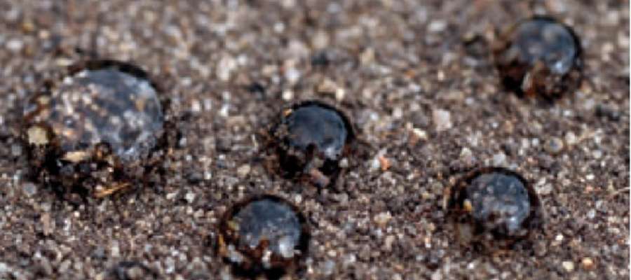 Na glebie przesuszonej krople cieczy opryskowej o dużym napięciu powierzchniowym słabo zwilżają powierzchnię gleby i nie wnikają w strefę kiełkowania chwastów 