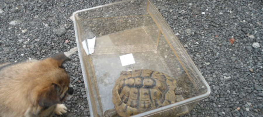 Żółw trafił do schroniska dla zwierząt 