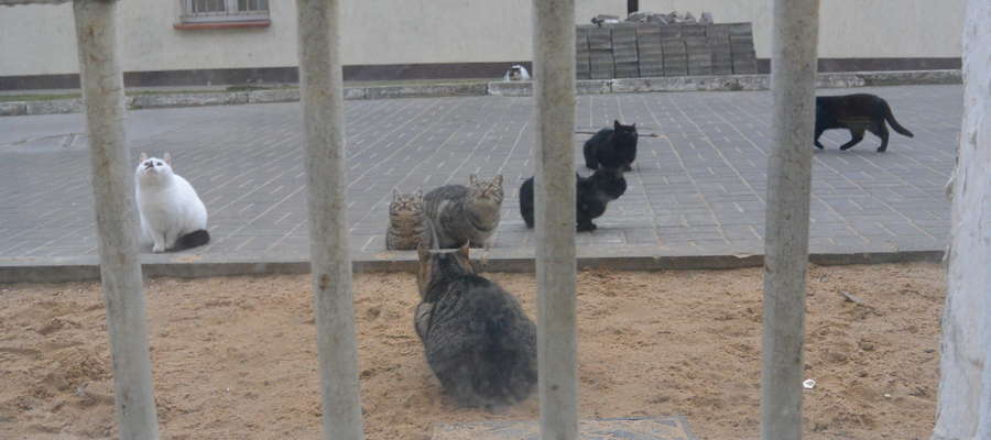 koty w więzieniu w barczewie