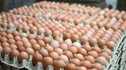 Sanepid: skażone jaja tylko w jednym mławskim sklepie 