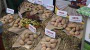 Mazurski Dzień Ziemniaka w Kraplewie już po raz 10! 