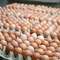 Sanepid: skażone jaja tylko w jednym mławskim sklepie 