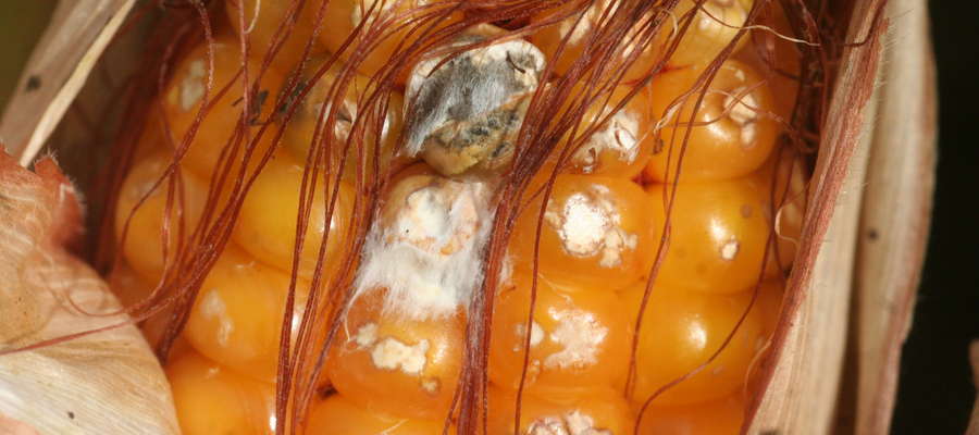 Fuzarioza występująca na kolbach kukurydzy, początkowo porażone ziarniaki 