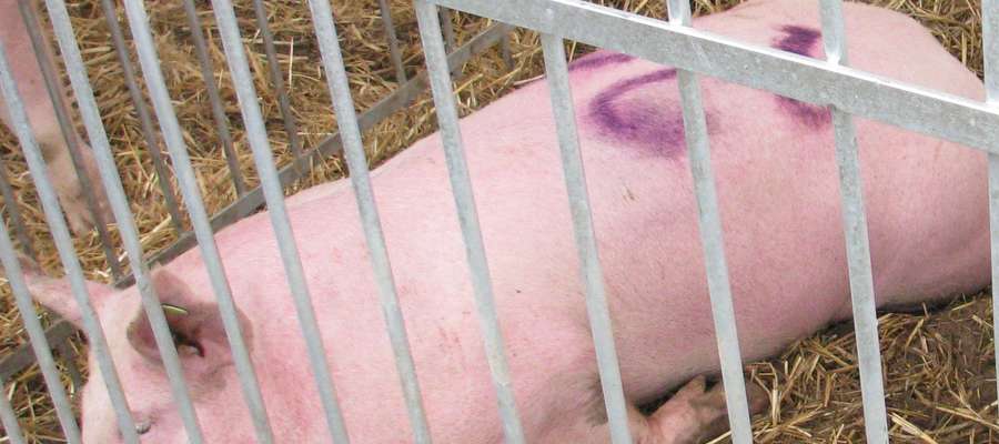 Do 15 września, łącznie stwierdzono już 477 przypadków zakażeń afrykańskim pomorem świń wśród dzików i  98 ognisk choroby wśród świń