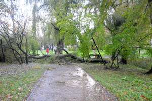 Orkan Grzegorz łamał drzewa w parku Kajki [zdjęcia]