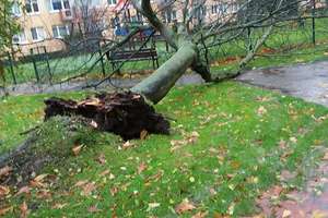 Przewrócone drzewo i zalane ulice w Olsztynie