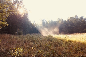 Zdjęcie Tygodnia. Słoneczny rozbłysk w lesie pod Bisztynkiem