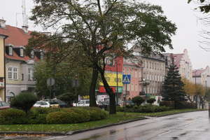 300 drzew w centrum pójdzie pod piłę? Trwa debata o przyszłości ul. Wojska Polskiego
