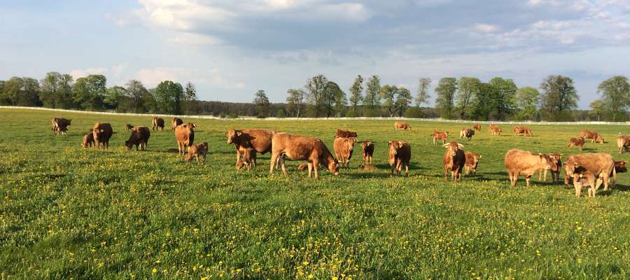 60 hektarów to bardzo dużo. Krowy z Januszewa mają odpowiednią przestrzeń do życia