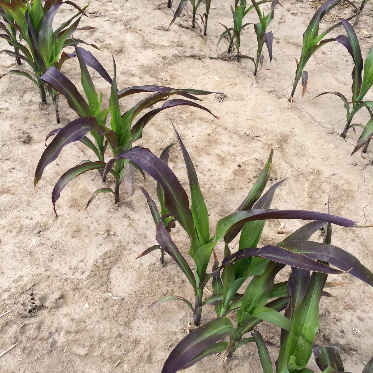 Podczas chłodów wiosennych kukurydza ma bardzo ograniczone możliwości pobrania fosforu, a objawami jego niedoboru są: purpurowo-czerwonawe przebarwienia liści, zahamowanie wzrostu i karłowaty wygląd roślin