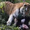 W Kaliningradzie tygrys zaatakował pracownicę zoo