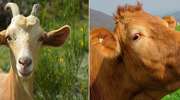 Jakie mleko modyfikowane wybrać - kozie czy krowie?