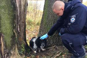 Policjanci uratowali wycieńczonego psa [VIDEO]