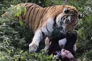 W Kaliningradzie tygrys zaatakował pracownicę zoo