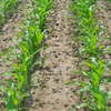 Ekspert radzi: Jaką odmianę kukurydzy wybrać?