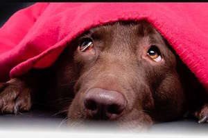 Nie stresuj psa w Sylwestra! Spotkanie w Starym Tartaku w środę 13 grudnia