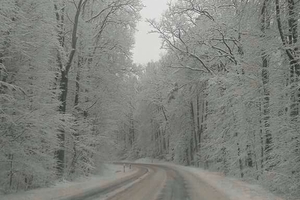 Zdjęcie Tygodnia. Zimowa droga w lesie