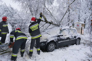 Powalone drzewa i przygnieciony samochód w Olsztynie. Pierwsze skutki ataku zimy [ZDJĘCIA, WIDEO]