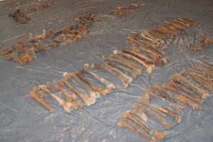 Na budowie pasażu znaleziono ludzkie szczątki