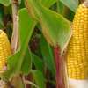  Kukurydza w systemie ekologicznym i integrowanym