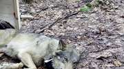 Po 36 godzinach akcji ratunkowej do ośrodka w Napromku trafił wilk potrącony niedaleko Ciechocinka