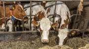 Profilaktyka hipokalcemii w końcowym okresie zasuszenia powinna być najważniejszym zadaniem hodowcy przygotowującego krowy do wycielenia