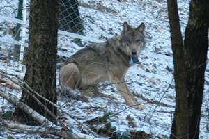 Potrącony wilk, który zdrowieje na Mazurach, już niedługo wróci do lasu