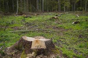 Żądania Lasów Państwowych sąd nazwał "nadużyciem prawa"