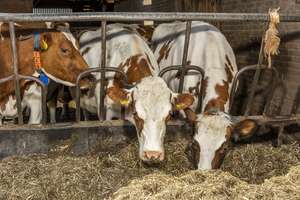 Ekspert radzi: Jak dobrze przygotować krowy do laktacji?
