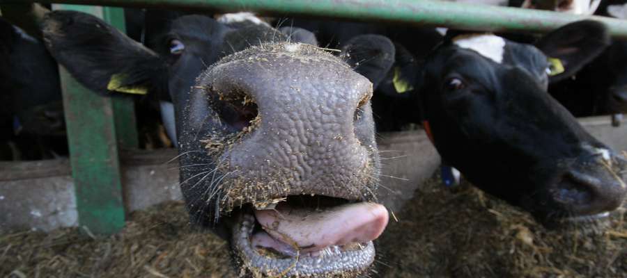 W pierwszym okresie zasuszenia dawka pokarmowa krowy powinna zawierać 12 proc. białka, a w drugiej połowie tego okresu nawet 14 proc.