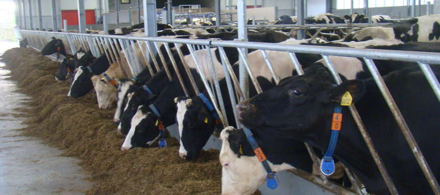 „Akademia Schaumann`a. Problemy zdrowotne krów mlecznych i sposoby zapobiegania im", odbędzie się 1 marca  2018 r. o godz. 10.00 w sali konferencyjnej WMODR w Olsztynie
