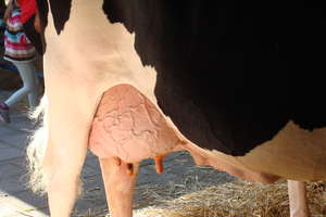 Mastitis u krów mlecznych