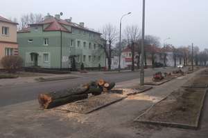 Drzewa na ulicy Kościuszki wycięte. Jutro (27 marca) powiat ogłasza przetarg na przebudowę ulicy.