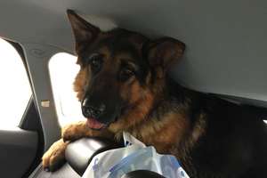 Olsztyn: Strażnicy Miejscy przyłapali złodzieja na kradzieży... psa