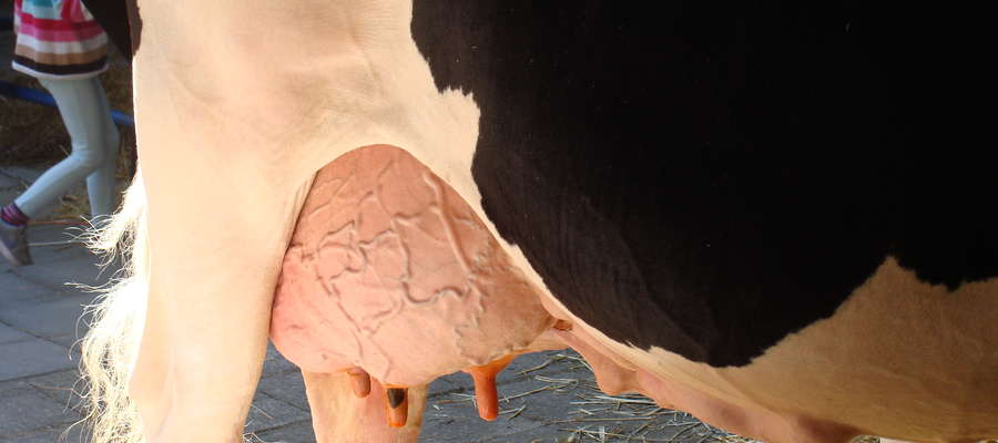 Skłonność krów do zapalenia wymion wzrasta z wiekiem zwierzęcia