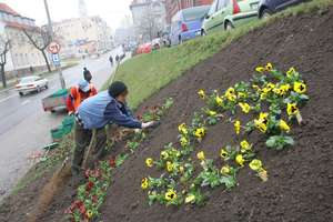 15 tysięcy kwiatów pojawi się na ulicach Olsztyna