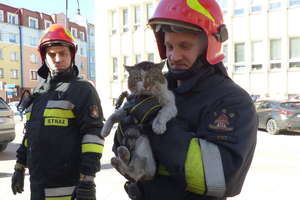 Kot wdrapał się na dach budynku i nie mógł zejść. Pomogli strażacy