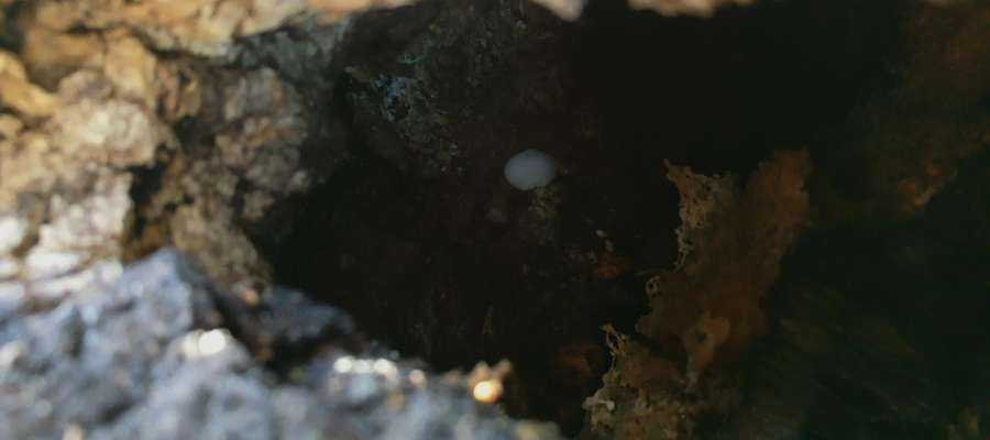 Dziupla w wyciętym drzewie z jajem modraszki.
