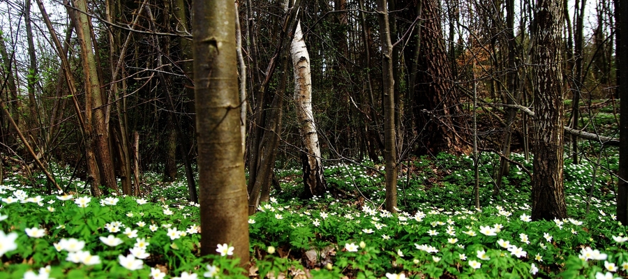 Wiosna w lesie koło Bisztynka
