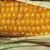 Dokarmianie kukurydzy fosforem i cynkiem